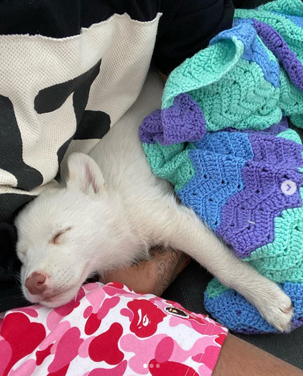 家有萌犬！庫茲馬INS曬出愛犬照片